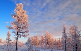Картинка небо, пейзаж, лес, сосна, зима, мороз, снег, иней, деревья