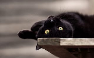Картинка котейка, мордочка, взгляд, глаза, чёрный кот