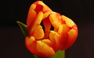 Обои цветок, весна, лепестки, тюльпан