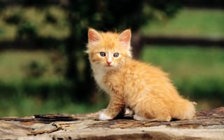 Картинка кошка, рыжий, cat, кот, макро, котенок