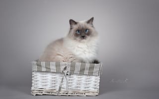 Картинка кошка, Рэгдолл, корзина, взгляд, фотосессия, портрет