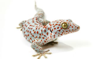 Картинка ящерица, Tokay gecko
