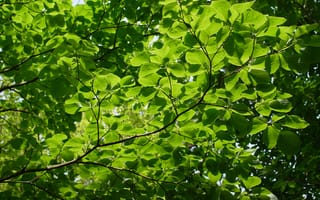 Картинка дерево, ветки, зелень, листва, макро, лето
