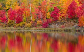 Картинка река, деревья, берег, лес, листья, осень, отражение, багрянец