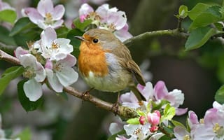 Картинка птица, весна, цветы, ветка, природа