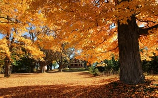 Картинка двор, склон, дом, осень, листья, деревья