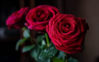 Обои капли, красные, букет, розы, лепестки