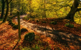 Картинка дорога, осень, лес, England, Болтонское аббатство, Англия, Bolton Abbey, Норт-Йоркшир, North Yorkshire