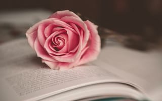 Картинка роза, цветок, книга, розовый, макро