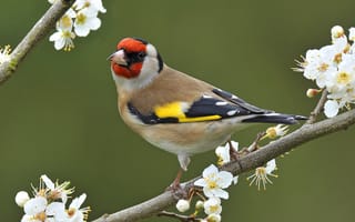 Картинка птица, природа, цветы, ветка, весна