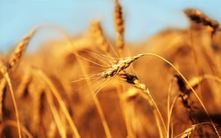 Картинка колос, хлеб, пшеница, поле