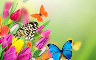 Картинка flowers, цветы, spring, tulips, butterflies, fresh, бабочки, colorful, тюльпаны, весна, beautiful, purple, yellow