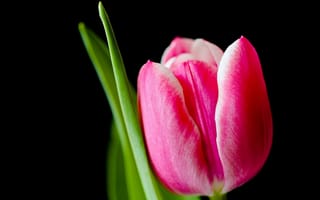 Картинка макро, тюльпан, весна, лепестки