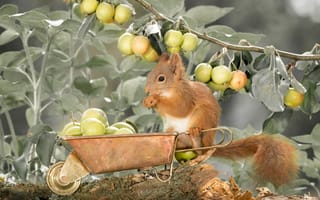 Картинка яблоки, грызун, плоды, тачка, Geert Weggen, ветка, природа, белка, животное, растения