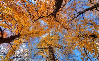 Картинка осень, деревья, листья, небо, ствол