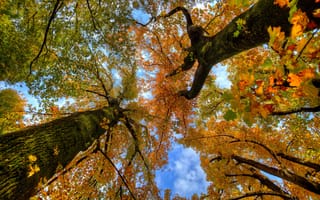 Картинка осень, небо, ствол, листья, деревья