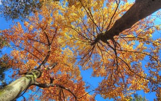 Картинка осень, листья, деревья, ствол, небо, ветки