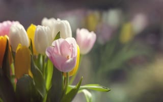 Картинка цветы, весна, тюльпаны
