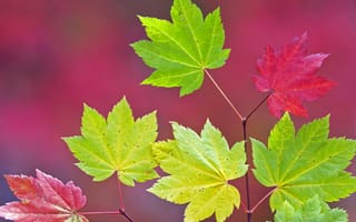 Картинка листья, цвет, клен, ветка, осень