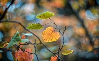 Картинка природа, осень, листья