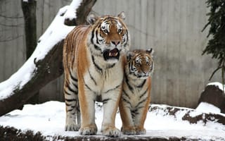 Обои тигр, котёнок, семья, кошка, тигрёнок, снег, тигрица, детёныш, амурский, пара