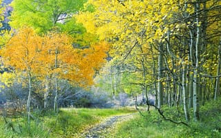 Обои лес, дорога, осень, листья, деревья