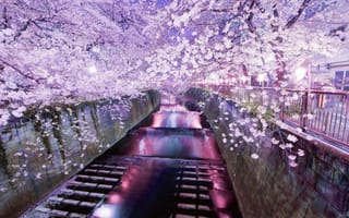 Картинка Токио, отражение, цветение, водный канал, вечер, весна, сакура