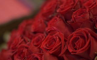 Картинка макро, розы, бутоны, букет, красные розы