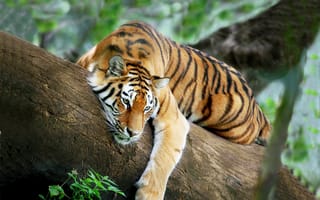 Картинка тигр, отдых, дерево