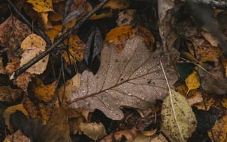 Картинка осень, дождь, макро, листья, опавшие листья