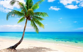 Обои tropical, ocean, vacation, paradise, palm, остров, пляж, тропики, coast, океан, sea, солнце, blue, beach, sand, песок, берег, море, summer, emerald