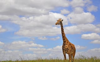 Обои шея, Африка, трава, облака, жираф