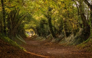 Картинка England, дорога, туннель, Stane Street, осень, Англия, Западный Суссекс, Халнакер, West Sussex, тоннель, Halnaker, деревья, Roman road