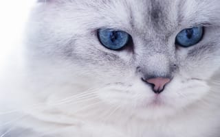 Картинка Кот, белый, глаза, мордочка, взгляд, пушистик, голубые