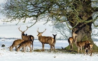 Картинка семья, рога, стадо, снег, дерево, олень