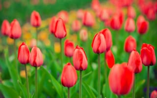 Картинка весна, сад, луг, тюльпаны