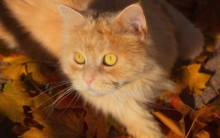 Картинка кот, листья, мордочка, котейка, рыжий кот, взгляд