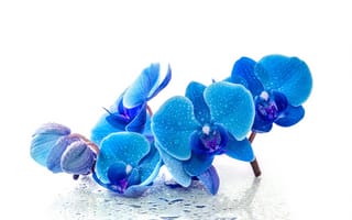 Картинка капли, синяя, цветы, орхидея