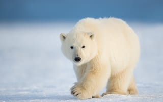 Картинка природа, белый медведь, зима, снег