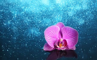Картинка цветок, блестящий, орхидея