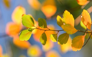 Картинка осень, макро, ветка, боке, листья