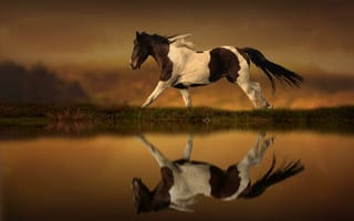 Обои Horse, лошадь, бег, отражение