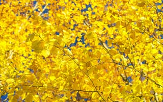 Картинка листья, осень, дерево