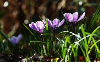 Картинка Крокусы, природа, листья, цветы, трава, первоцветы, весна, фиолетовые