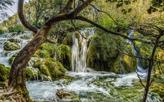Картинка зелень, лес, мох, Хорватия, деревья, водопад, Plitvice Lakes National Park