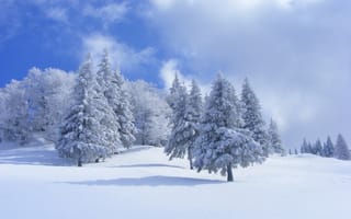 Картинка небо, лес, деревья, зима, облака, ель, снег