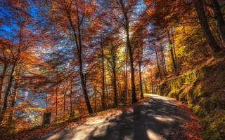 Картинка лес, листья, осень, дорога, горы, мох, деревья, солнце, Швейцария, Canton of Berne, склон, Thun