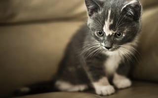 Картинка котенок, малыш, серо-белый, взгляд