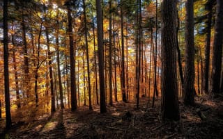Картинка осень, лес, деревья, сучья, Langenschachen, солнце, Швейцария