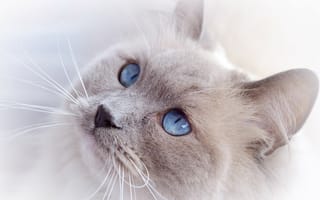 Картинка кошка, голубые глаза, морда, кот, взгляд